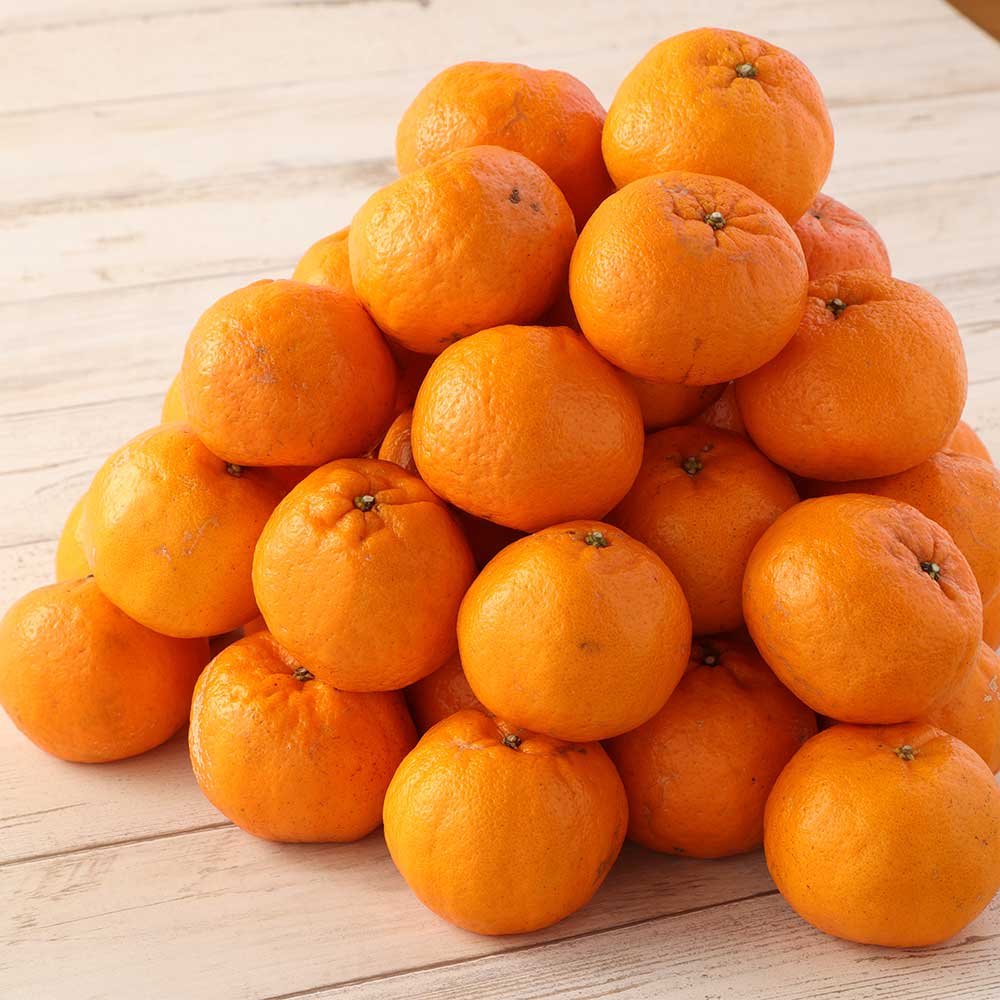 【ふるさと納税】【訳あり】ぽんかん10kg（谷川果樹園）デコポンの親 みかん 蜜柑 ミカン 不知火 しらぬい 柑橘 かんきつ ポンカン フルーツ オレンジ 果物 くだもの 果汁 甘い ジューシー 故郷納税 高知県 土佐清水市 送料無料 高知【R01142】