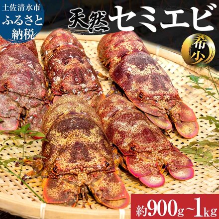 幻の天然セミエビ 約900g〜1kg(サイズおまかせ)※着日指定不可※漁師のごちそうをお届け!甲殻類 海老 海鮮BBQ エビ せみえび 冷蔵 配送 賞味期限が短い 新鮮 美味しい 希少 高級食材 故郷納税 ふるさとのうぜい 返礼品 土佐清水市 高知[R00678]