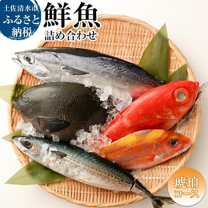 おまかせ！季節の鮮魚 お楽しみセット（琥珀コース）鮮魚ボックス 天然魚 食べ比べ 魚介類 海鮮料理 詰め合わせ セット 鮮魚 お楽しみ おまかせ 新鮮 魚 季節の魚 刺し身 お刺身 煮付け 美味しい ふるさとのうぜい 故郷納税 高知 土佐清水市 【R00637】