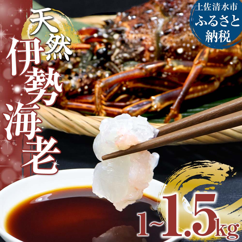 【ふるさと納税】天然伊勢海老1～1.