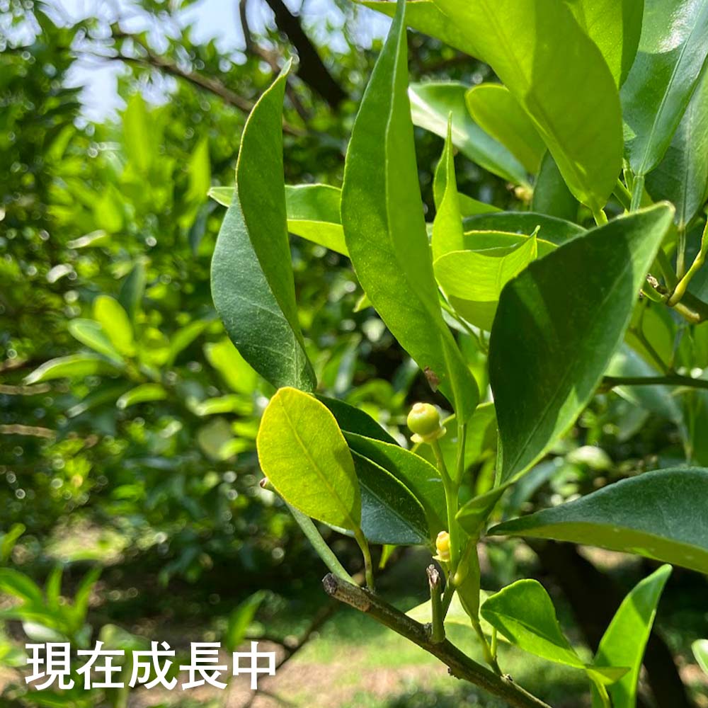 【ふるさと納税】 内原農園の減農薬栽培 ぽんかん Lサイズ 5キロ 贈答用 みかん 蜜柑 ミカン 柑橘 かんきつ ポンカン フルーツ オレンジ 果物 くだもの 果汁 甘い ジューシー 故郷納税 高知県 土佐清水市 送料無料 高知【R01097】 f392090-tosashimizu-10001247 高知県土佐清水市 サンプル画像3
