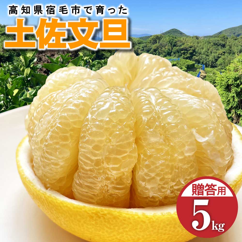 先行予約 太陽の恵みをいっぱい受けて育った土佐文旦 贈答用 5kg 5キロ 3L～4L 柑橘 フルーツ ミカン みかん 蜜柑 ぶんたん ブンタン 果物 くだもの 果汁 おやつ デザート 甘い ギフト プレゼント 故郷納税 高知県 土佐清水市 送料無料 高知【R01137】