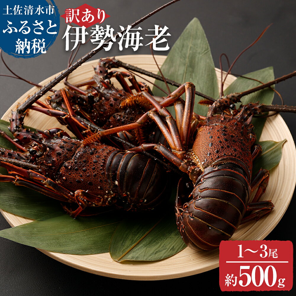 訳あり 天然 伊勢海老 約500g（1匹～3匹入り）漁師直送 海鮮BBQ 甲殻類 えび エビ 伊勢えび イセエビ 刺身 お刺身 鍋 お味噌汁 グラタン 海鮮 魚介類 海の幸 故郷納税 高知県 土佐清水市 送料無料 高知 15000円【R01247】