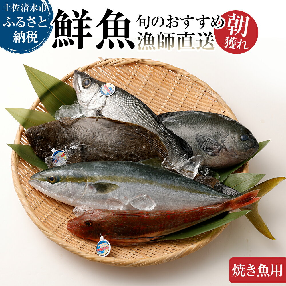 旬の朝獲れ鮮魚（焼き魚用）漁師おすすめセット【以布利定置網　漁師直送】朝獲れ 鮮魚ボックス 旬 焼き魚 焼魚 鮮魚 魚介 海鮮 魚 さかな せんぎょ 鮮魚セット 詰め合わせ おまかせ お任せ 故郷納税 高知県 土佐清水市 送料無料 高知【R00406】