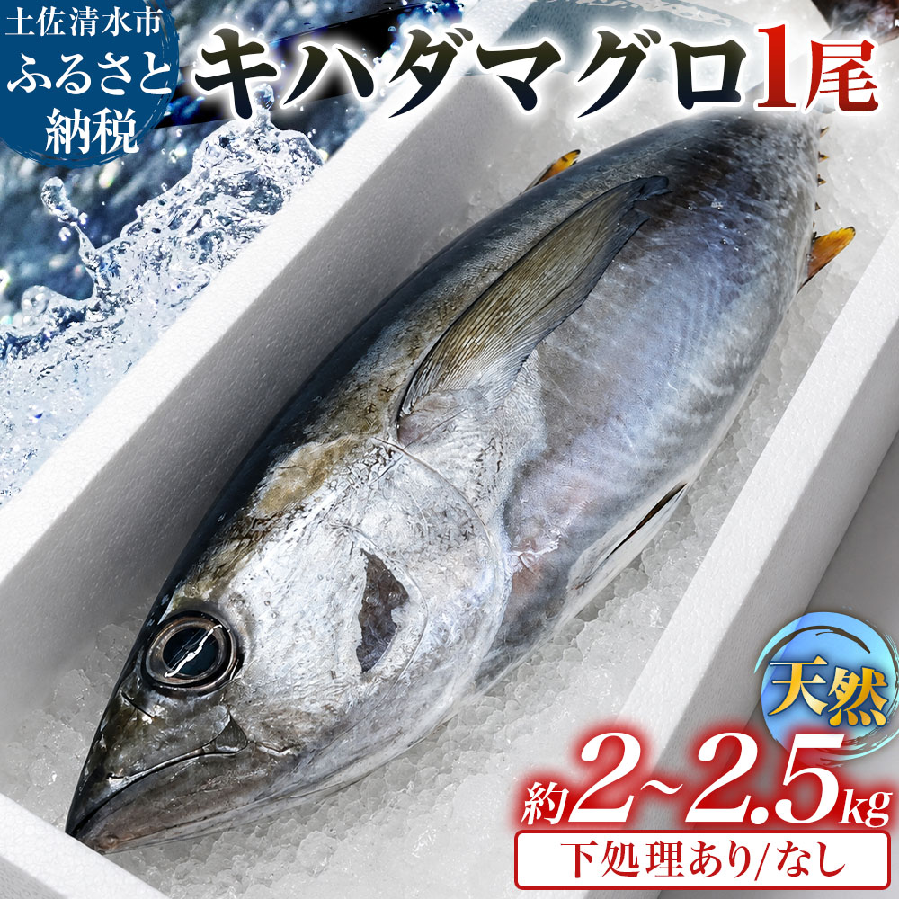 キハダマグロ 1尾 約2〜2.5kg 約40〜60cm 約8〜12人前 下処理ありなしが選べる まぐろ 鮪 天然 刺身 お刺身 刺し身 丸ごと 1本 1尾 お造り 魚 海鮮 食品 冷蔵 配送 高知県 高知 土佐清水市 ふるさとのうぜい 故郷納税[R01757]