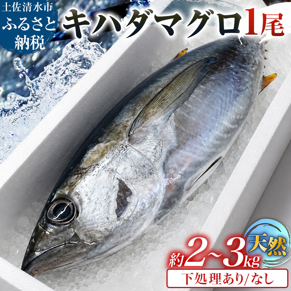 【ふるさと納税】キハダマグロ 1尾 約2～3kg 約40cm程度 約8～12人前 下処理ありなしが選べる まぐろ 鮪 天然 刺身 お刺身 刺し身 丸ごと 1本 1尾 お造り 魚 海鮮 食品 冷蔵 配送 高知県 高知 土佐清水市 ふるさとのうぜい 故郷納税【R01757】