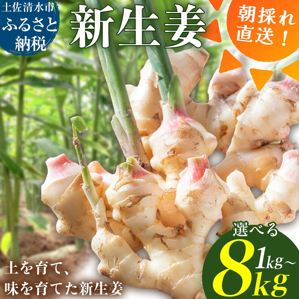 【ふるさと納税】新生姜 選べる内容量 1～8kg 水洗いのみ 生姜 生姜湯 ジンジャー しょうが ショウガ 1～8キロ 野菜 旬 季節限定 佃煮 甘酢漬け ジンジャーエール サラダ 新鮮 温まる 温活 冷え対策 国産 故郷納税 高知県 土佐清水市 送料無料 高知 8000円から【R01771】