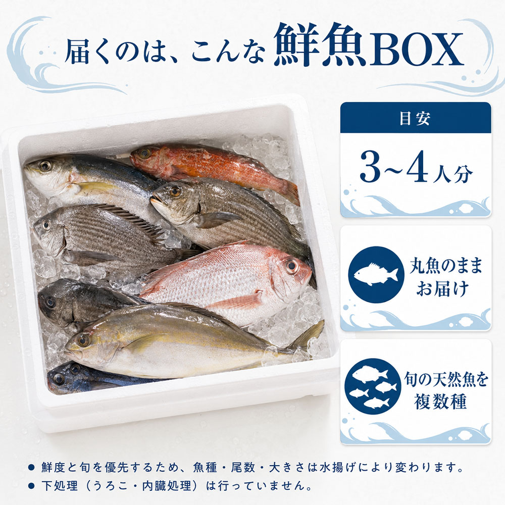 【ふるさと納税】 鮮魚 ボックス 詰め合わせ 選べる発送月 ※着日指定不可 配送月 朝獲れ 朝どれ 旬 3~4人分 魚介 海鮮 刺身 魚料理 まるごと 生魚 さかな サバ タイ アジ カツオ カマス カンパチ セット おまかせ 産地直送 漁師直送 おすすめ 人気 高知 13000円【S00818】