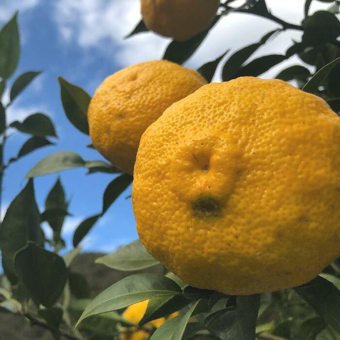 【ふるさと納税】 ゆず 約 1.5kg 9～14個 高知県産 四万十市産 贈答用 ギフト 【 早期受付 数量限定 】先行 予約 柚子 ユズ 柑橘 フルーツ 果物 酢みかん 高知県 高知 四万十市 四万十 しまんと お取り寄せ 送料無料 【 2025年 12月中旬～ 2026年 1月下旬発送】25-1008