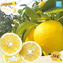 【ふるさと納税】小夏 約 5kg 18〜30個 高知県産 四万十市産 贈答用 ギフト 【 早期受付 数量限定 】先行 予約 夏 ハウス栽培 こなつ コナツ 柑橘...