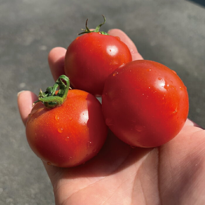 【ふるさと納税】R5-375．四万十市産 フルティカトマト2kg 南国 新鮮 野菜 ふるさと納税 国産 高知県 高知 しまんと やさい トマト とまと 冷蔵 産地直送 お取り寄せ 送料無料 四万十市 旬 フルティカ 中玉 2kg 農家直送【11月中旬〜7月下旬に発送】