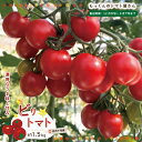 【ふるさと納税】四万十市産 じっくり育った濃厚 ビリトマト 1.5kg 南国 新鮮 野菜 やさい 国産 トマト とまと ミニトマト コク うま味 甘い 冷蔵 産地直送 お取り寄せ 旬 農家直送 高知県 高知 四万十市 四万十 しまんと 送料無料 【12月中旬~5月下旬に発送】25-86