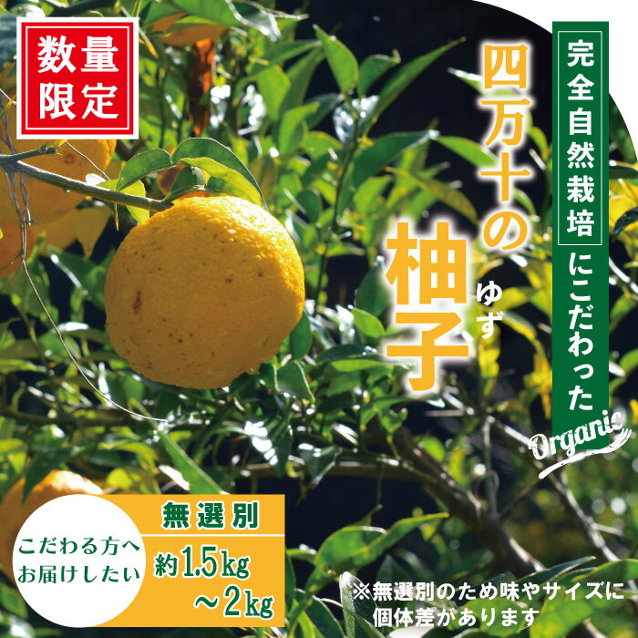 【ふるさと納税】R5-918．【早期受付・期間限定】栽培期間中農薬・化学肥料不使用！四万十の柚子 約1.5～2kg 8～15個 先行 予約 限定 国産 高知 フレッシュ ゆず ユズ 柚子 柑橘 果物 フルーツ 四万十 しまんと お取り寄せ 送料無料【発送時期：2024年11月初旬～下旬まで】