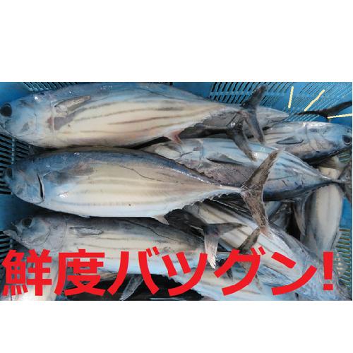 【ふるさと納税】R5-230．本生！老舗魚屋大将が厳選したカツオの食べ比べセット！本格カツオ藁焼きタタキと刺身　（合計800g）