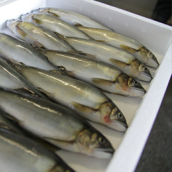 ふるさと納税 あゆ みんな探してる人気モノ ふるさと納税 あゆ 食品