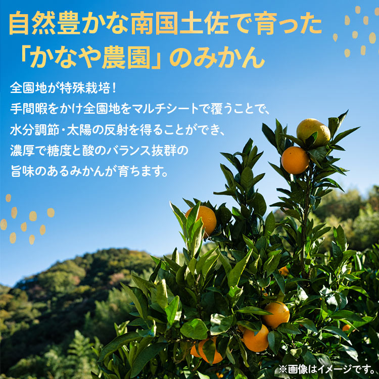 【ふるさと納税】家庭用 訳あり 早生みかん 約5kg - 送料無料 フルーツ 果物 果実 温州みかん ミカン 柑橘 甘い あまい おいしい ご自宅用 旬 季節限定 かなや農園 合同会社Benifare 国産 特産品 高知県 香南市【常温】be-0025