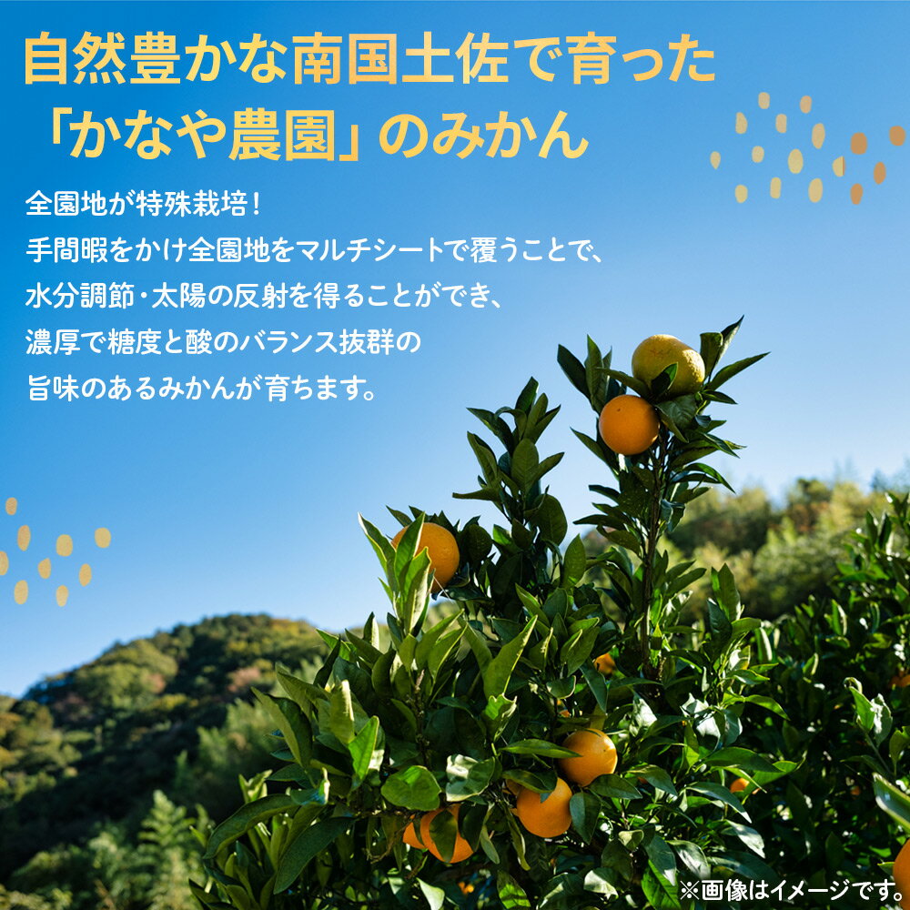 【ふるさと納税】【選べる定期便】土佐乃かなやの家庭用みかん（数量:各月5kg/10kg 定期便:3回/4回/5回） - 選べる 定期便 数量 国産 早生みかん 極早生みかん グリーンみかん 蜜柑 ミカン 柑橘 果物 くだもの フルーツ ご家庭用 ご自宅用 Benifare 高知県 香南市 【常温】