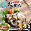【ふるさと納税】活ナマコ 赤ナマコ(選べる内容量:計約1kg~約2kg) - 選べる 数量 国産 産地直送 赤なまこ なまこ ナマコ 海鼠 海産物 海鮮 魚介類 刺身 刺し身 炒め物 塩辛 このわた えび蔵 高知県 香南市【冷蔵】