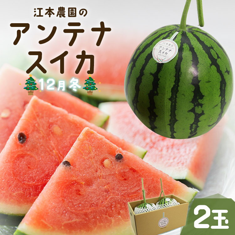 【ふるさと納税】期間限定！江本農園の12月冬アンテナスイカ 2玉 - 送料無料 果物 くだもの フルーツ ..