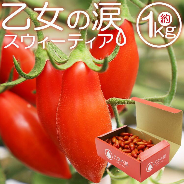 7位! 口コミ数「4件」評価「5」乙女の涙 スウィーティア ミニトマト 約1kg - 送料無料 とまと プチトマト フルーツトマト ギフト のし対応 熨斗 高糖度 甘い 贈答･･･ 