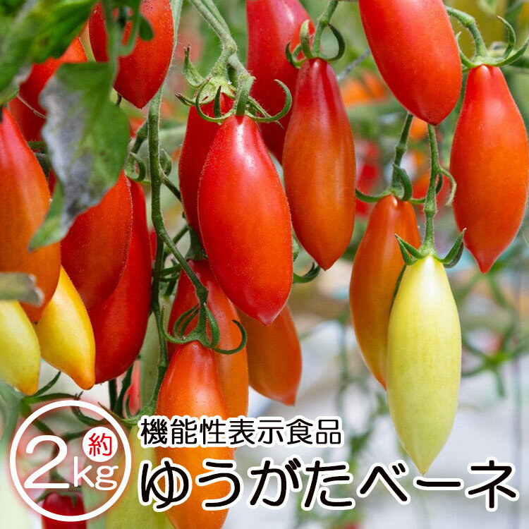 【ふるさと納税】機能性表示食品 ミニトマト ゆうがたベーネ 約2kg（1kg×2箱） - 送料無料 プチトマト フルーツトマ…