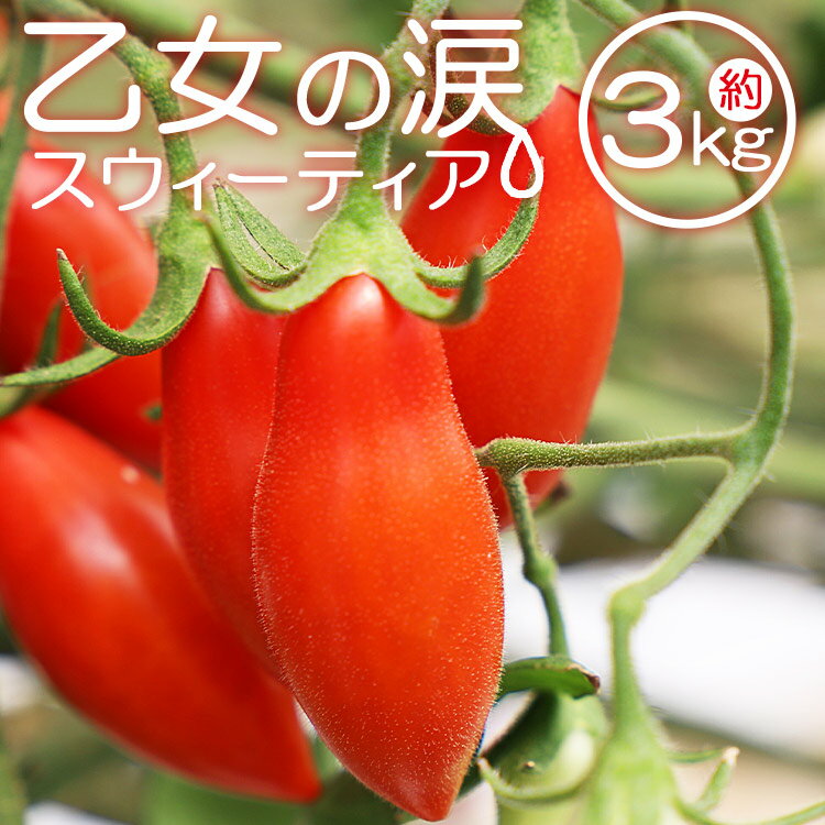 26位! 口コミ数「0件」評価「0」乙女の涙 スウィーティア ミニトマト 約3kg（1kg×3箱）- 野菜 やさい とまと プチトマト フルーツトマト ギフト のし対応 高糖度･･･ 