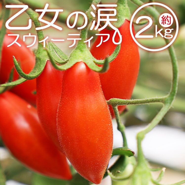 19位! 口コミ数「0件」評価「0」乙女の涙 スウィーティア ミニトマト 約2kg（1kg×2箱）- 野菜 やさい とまと プチトマト フルーツトマト ギフト のし対応 高糖度･･･ 