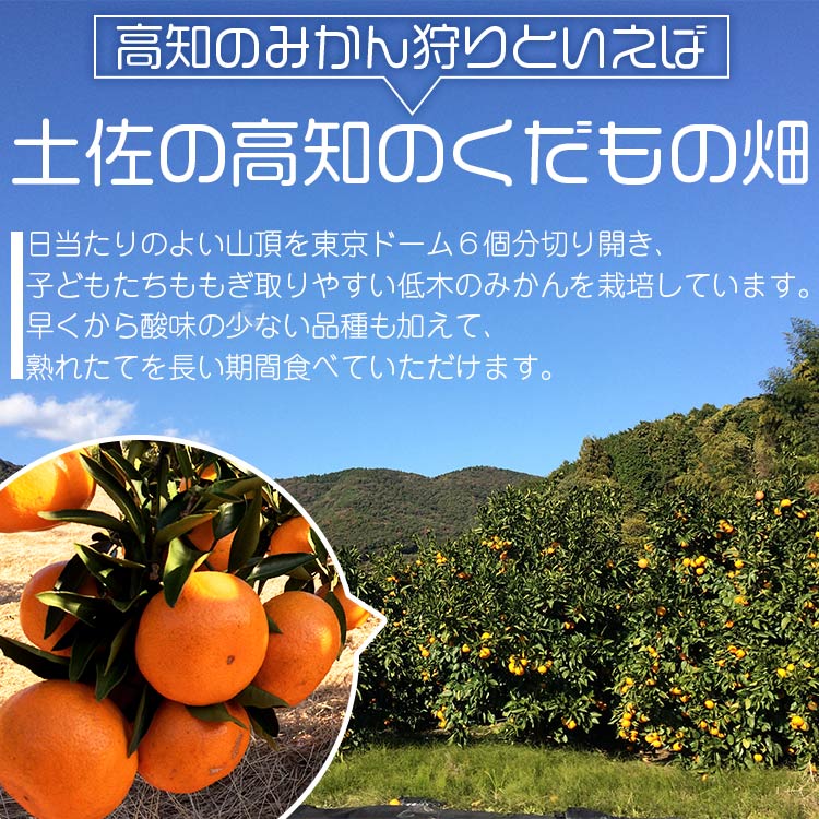 【ふるさと納税】【期間限定】土佐の高知のくだもの畑 みかん（ギフト用）約5kg - 温州みかん ミカン 蜜柑 柑橘 柑橘類 フルーツ 果物 くだもの 熨斗 のし対応可 贈り物 贈答用 贈答品 プレゼント ギフト 御礼 お礼 御祝い お祝い 感謝 お礼 高知県 香南市【常温】kd-0014