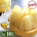 【ふるさと納税】【先行予約】訳あり 土佐文旦 (家庭用 2L〜4Lサイズ)(選べる:約5kg/約10kg)- 期間限定 果実 果物 フルーツ 柑橘 高知県産 ぶ...