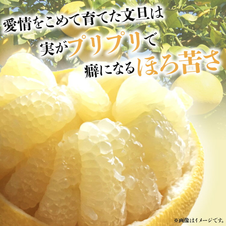 【ふるさと納税】土佐文旦 約10kg (家庭用)(2L〜4Lサイズ) - 訳あり 柑橘類 果物 くだもの フルーツ ぶんたん ブンタン 期間限定 送料無料 間城農園 高知県 香南市【常温】ms-0053