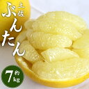 【ふるさと納税】土佐文旦 約7kg (2L～4Lサイズ) - 期間限定 数量限定 柑橘 果物 フルーツ デザート ぶんたん 季節 旬 お取り寄せ 国産 特産品 間城農園 高知県 香南市【常温】Bms-0035