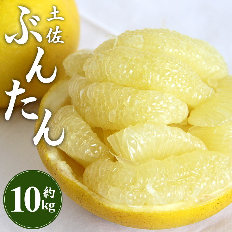 【ふるさと納税】土佐文旦 約10kg (2L〜4Lサイズ) - 果物 柑橘 フルーツ おすそ分け 期間限定 数量限定 デザート 送料無料 間城農園 高知県香南市 4D-111 ms【常温】