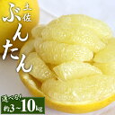 【ふるさと納税】【先行予約】土佐文旦 (2L〜4Lサイズ)(選べる:約3kg/5kg/7kg/10kg) - 期間 数量限定 果物 くだもの フルーツ 柑橘類 ...
