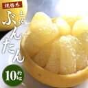 【ふるさと納税】【先行予約】訳あり 土佐文旦 約10kg(規格外 2L〜4Lサイズ)- 家庭用 期間限定 送料無料 果物 フルーツ 柑橘 高知県産 ぶんたん ブ...
