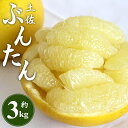 【ふるさと納税】土佐文旦 約3kg（2L～4Lサイズ）- 期間限定 数量限定 送料無料 柑橘 果物  ...