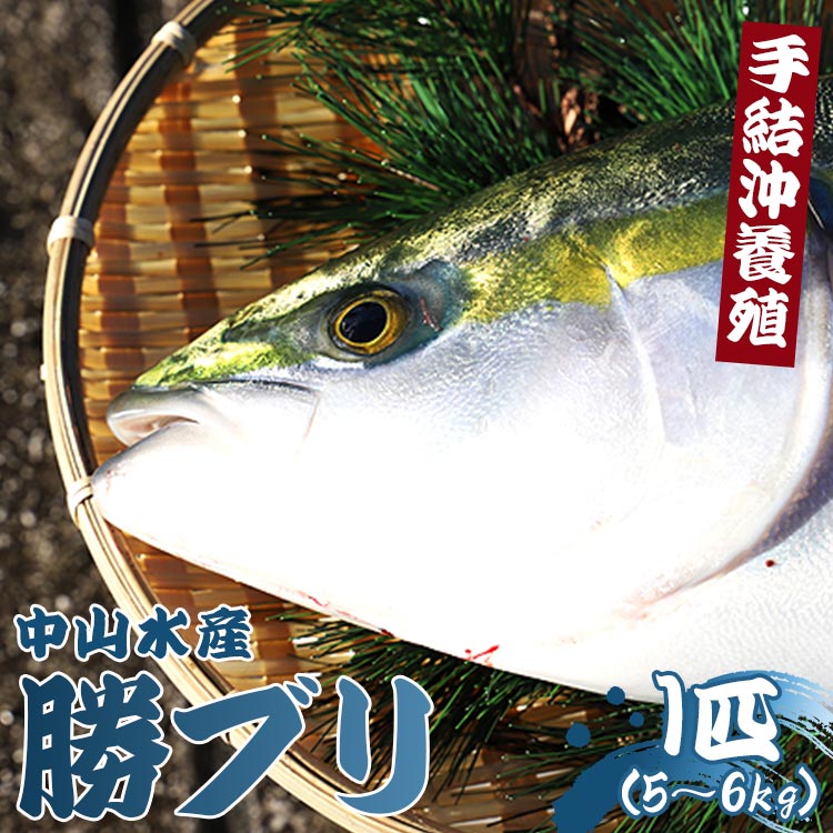 [数量限定]中山水産 手結沖養殖「勝ブリ」1匹(5kg〜6kg)- 期間限定 魚 ぶり 鰤 寒ブリ 海鮮 鮮魚 魚介類 海の幸 ギフト お刺身 煮物 焼き魚 おかず 産地直送 のし対応可 送料無料 高知県 香南市[冷蔵]ny-0003