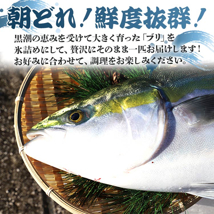 【ふるさと納税】【数量限定】中山水産 手結沖養殖「勝ブリ」1匹（5kg〜6kg）- 期間限定 魚 ぶり 鰤 寒ブリ 海鮮 鮮魚 魚介類 海の幸 ギフト お刺身 煮物 焼き魚 おかず 産地直送 のし対応可 送料無料 高知県 香南市【冷蔵】ny-0003