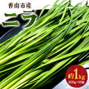 【ふるさと納税】香南市産 ニラ 約1kg（100g×10束）- にら 韮 香味野菜 やさい 葉物 新 ...