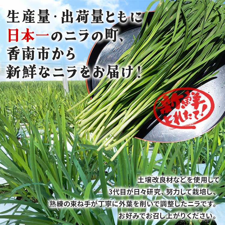 【ふるさと納税】香南市産 ニラ 約5kg（100g×50束）- にら 韮 香味野菜 やさい 葉物 新鮮 生 料理 もつ鍋 餃子 饅頭 キムチ チヂミ 炒め物 おひたし 直送 国産 おきゃんぴー農園 高知県 香南市【冷蔵】 on-0014