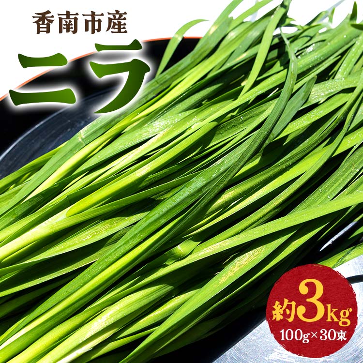 【ふるさと納税】香南市産 ニラ 約3kg（100g×30束） - にら 韮 香味野菜 やさい 葉物 新鮮 生 料理 もつ鍋 餃子 饅頭…