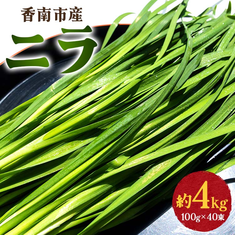 6位! 口コミ数「0件」評価「0」香南市産 ニラ 約4kg（100g×40束） - にら 韮 香味野菜 やさい 葉物 新鮮 生 料理 もつ鍋 餃子 饅頭 キムチ チヂミ 炒め･･･ 