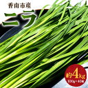 【ふるさと納税】香南市産 ニラ 約4kg（100g×40束） - にら 韮 香味野菜 やさい 葉物  ...