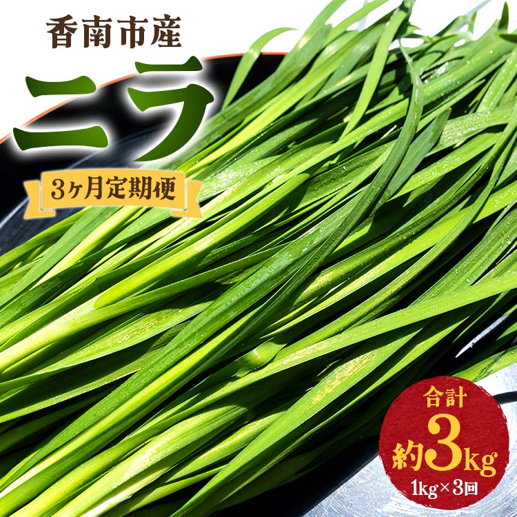 【ふるさと納税】3ヶ月定期便 香南市産 ニラ 合計約3kg 1kg 3回 - にら 韮 生 野菜 やさい 香味野菜 葉物 新鮮 シャキシャキ食感 肉厚 にくあつ 料理 アレンジ 炒めもの 炒め物 煮物 鍋 なべ …