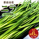 【ふるさと納税】6ヶ月定期便 香南市産 ニラ 合計約6kg(1kg×6回) - にら 韮 生 野菜 やさい 香味野菜 葉物 新鮮 シャキシャキ食感 肉厚 にくあ...