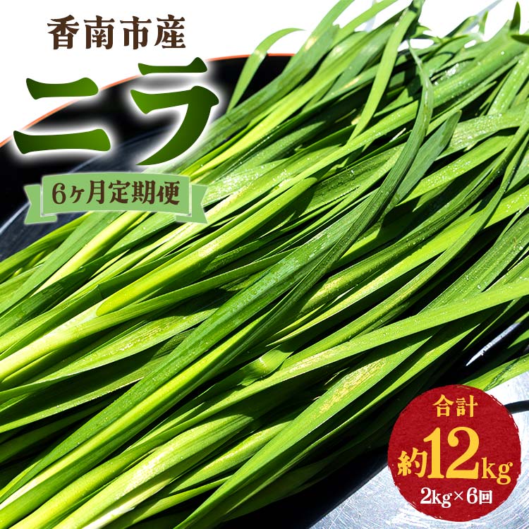 6ヶ月定期便 香南市産 ニラ 合計約12kg（2kg×6回） - にら 韮 生 野菜 やさい 香味野菜 葉物 新鮮 シャキシャキ食感 肉厚 にくあつ 料理 アレンジ 炒めもの 炒め物 煮物 鍋 なべ もつ鍋 産地直送 国産 おきゃんぴー農園 高知県 香南市【冷蔵】Won-0018