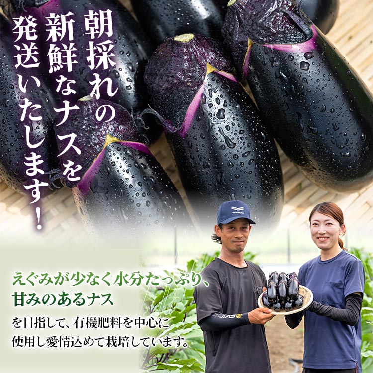 【ふるさと納税】【内容量が選べる】立仙農園 うちのナス 約1.5kg/約3kg/約5kg - なす 茄子 なすび ナスビ 生鮮 野菜 やさい 朝採れ 新鮮 生 1本90g前後 5本ずつ小分け おすそ分け 料理 タタキ 煮びたし 揚げ 味噌 麻婆 焼きナス 炒め物 国産 高知県 香南市【常温】Rrs-0004