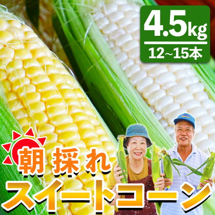 先行予約受付中！朝採れスイートコーン 約4.5kg（12〜15本）- 野菜 とうもろこし とうきび トウキビ BBQ キャンプ 旬 おやつ 特産品 数量限定 季節限定 期間限定 のし対応可 送料無料 2024年発送 5月下旬〜7月頃順次発送予定 高知県 香南市【冷蔵】sg-0006