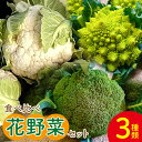 【ふるさと納税】食べ比べセット ブロッコリー カリフラワー ロマネスコ 全3種 - やさい 詰め合わせ 詰合せ 簡単料理 朝採れ 新鮮 無農薬 産地直送 旬彩フ...