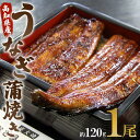 19位! 口コミ数「4件」評価「4」高知県産うなぎ蒲焼き 1尾(約120g)（無頭）- 送料無料 鰻 ウナギ スタミナ 晩ご飯 おつまみ 丼ぶり 魚 ギフト 母の日 父の日 お･･･ 