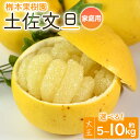 【ふるさと納税】【選べる内容量】【先行予約】土佐文旦 大玉 家庭用 約5kg(約11個)/約10kg(約22個)- 果物 フルーツ 柑橘 ぶんたん ブンタン お...